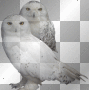 >< Spotted White Owls ><