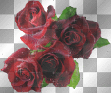 Red Roses - AT