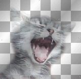 LOL Cat