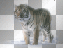 amon // winter tiger