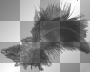 Black Ostrich feathers