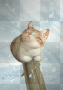 Cat On A Post