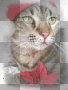 ♥ Christmas Cat ♥  [ORIGINAL made by crissandy]