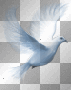 Dove Dove