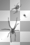 Spiders