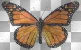 orange butterfly - melarocks_stamps