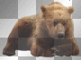 Bear*
