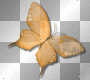 Orange Butterfly by uky96