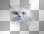 Blue magic,white kitty.©Ƹ̵̡Ӝ̵̨̄Ʒ...hïρρÿсhïсќ33 