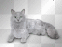 Vampire Cat