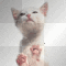 kitty