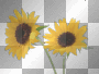 sunflowers ♥ sunflowers ♥