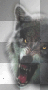 scary wolf ©dK scary wolf ©dK