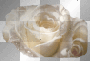 PISONILLA ROSA BLANCA