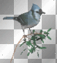 blue jay bird  ms