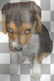 Cute Pup ◙