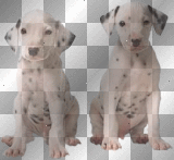 Cute Dalmation Pups ◙
