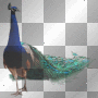 PEACOCK PEACOCK