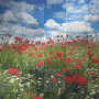♥ Poppy field ♥ Spring,summer background ♥  [ORIGINAL made by crissandy]