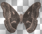 ➸♥ (Bj) Animated butterfly