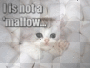 marshmallow kitty