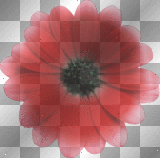 Flower Red
