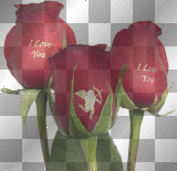 roses happy valentines day  ©dK