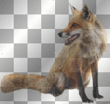 Fox forest animals transparent