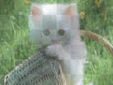 gatita blanca :d