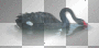 Black Swans water birds transparent