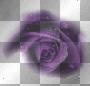 ..purple rose..