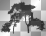 Gothic goth black tree forest transparent background fantasy