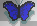 farfalla blu