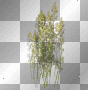 mejserr grass mejserr grass