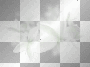 ➸♥ (Bj) Transparent "White Flowers" ➸♥ (Bj) Transparent "White Flowers"