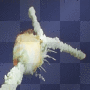 Space Shuttle Challenger Disaster & Crew
