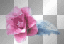Pink Flower Pink Flower