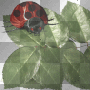 Animated Lady Bug Animated Lady Bug