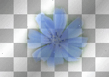 flowers blue background transparent