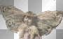 BaBy BuTTeRFLy ♥ BaBy BuTTeRFLy ♥