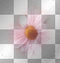 ::::::::::::::mandarinschen:::::::::
