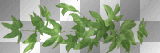 green leaves