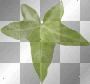 Leaf plants