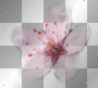 flower  ||♥♥anna25marco♥♥||