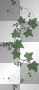 Green Ivy - TracyMcGibbon
