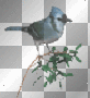 blue bird in tree