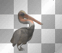 dancing pelican