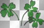 3 four leaf clovers