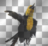 Kerstie: Bird