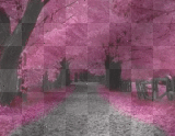 Pink Forest